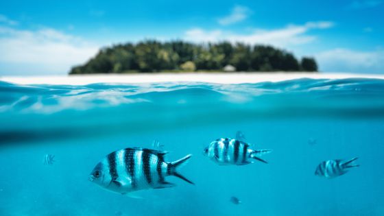 Оферти за Занзибар