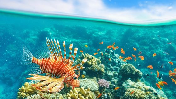 ШАРМ ЕЛ ШЕЙХ