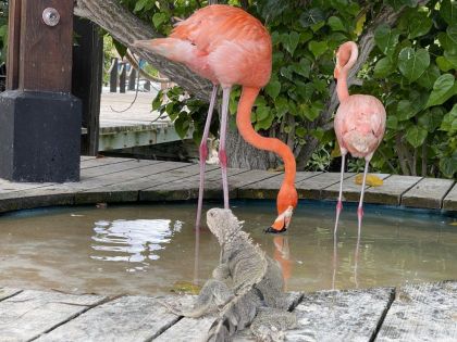 Колумбия с почивка на о-в Аруба и о-в Кюрасао от София - 2026